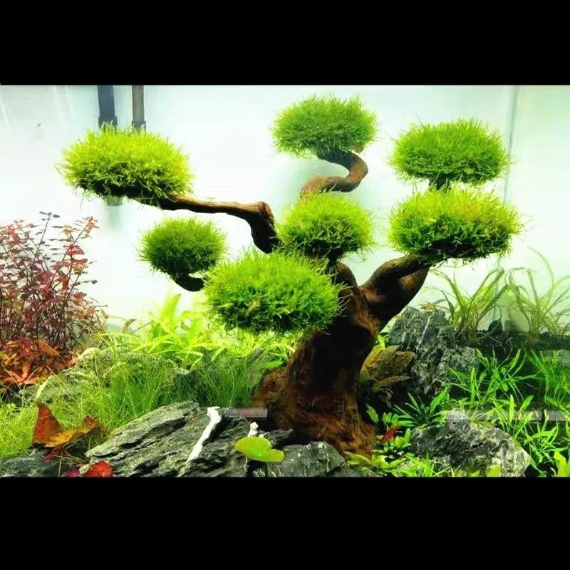 Akwarium Driftwood Dekoracja k – Pet Supplies Fish recenzja i cena