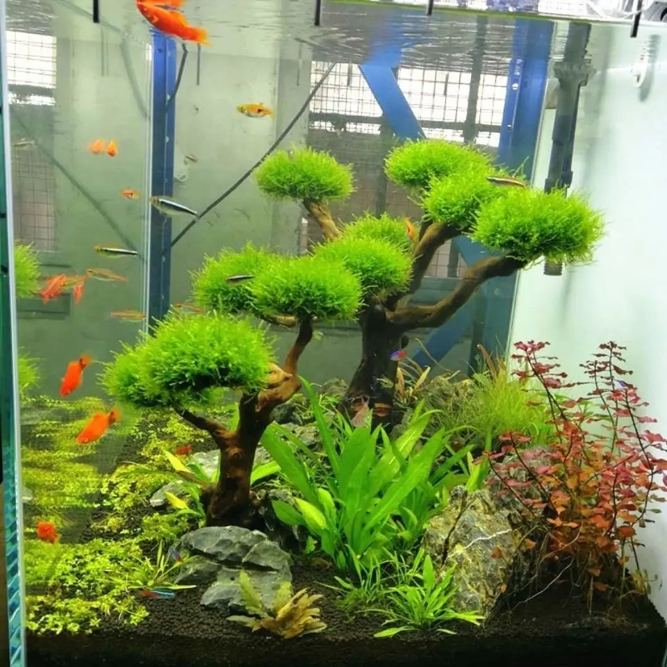 Akwarium Driftwood Dekoracja k – Pet Supplies Fish recenzja i cena